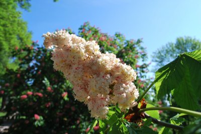 Aesculus hippocastanum 'Baumannii' - jírovec koňský 'Baumannii' (2)